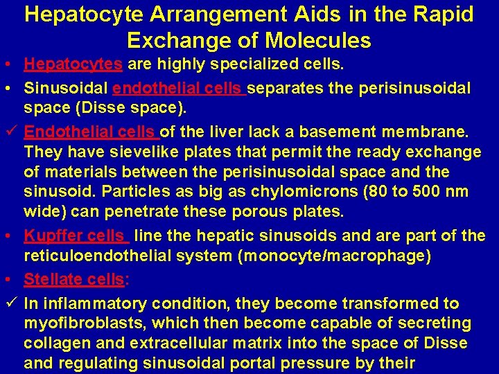 Hepatocyte Arrangement Aids in the Rapid Exchange of Molecules • Hepatocytes are highly specialized