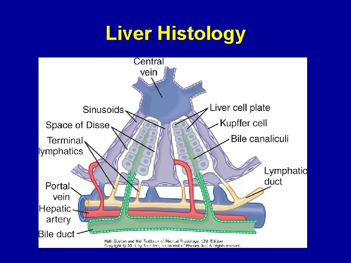 Liver Histology 