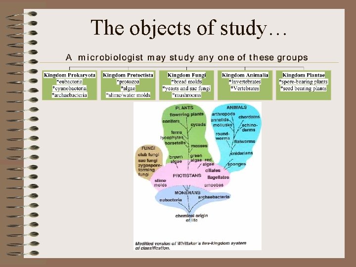 The objects of study… 