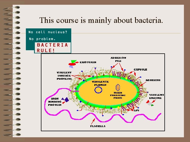 This course is mainly about bacteria. 
