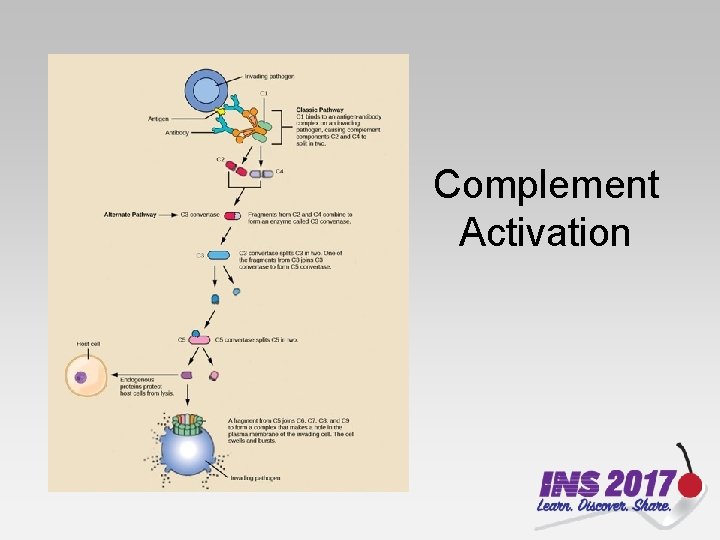 Complement Activation 