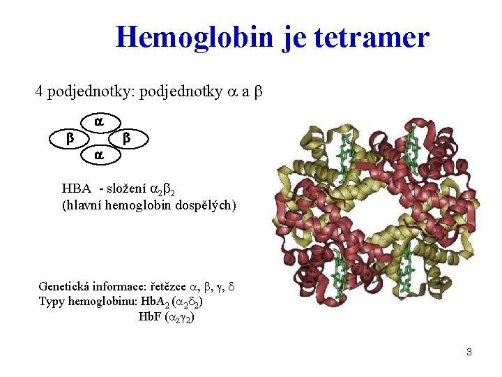 Hemoglobin je tetramer 4 podjednotky: podjednotky a a b b a a b HBA