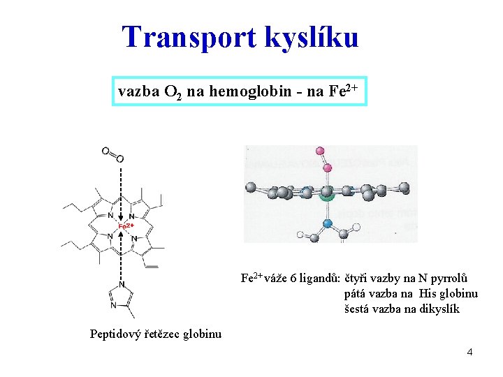 Transport kyslíku vazba O 2 na hemoglobin - na Fe 2+ váže 6 ligandů: