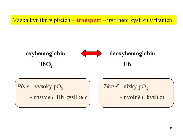 Vazba kyslíku v plicích – transport – uvolnění kyslíku v tkáních oxyhemoglobin Hb. O