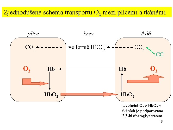 Zjednodušené schema transportu O 2 mezi plícemi a tkáněmi plíce krev CO 2 tkáň