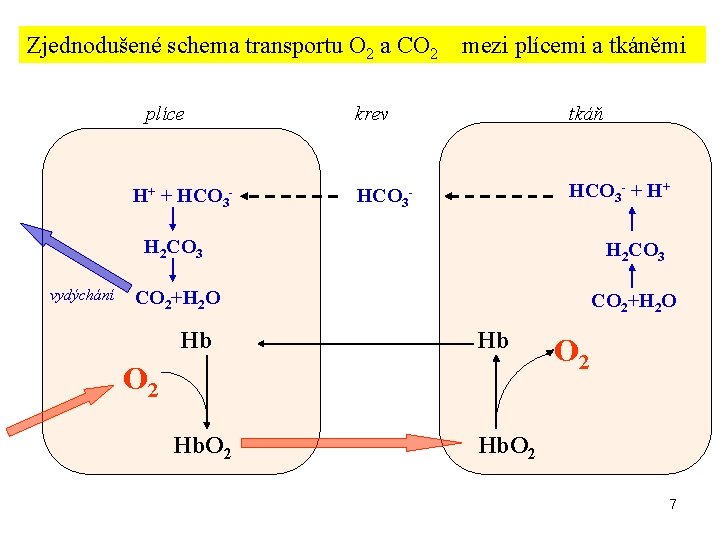 Zjednodušené schema transportu O 2 a CO 2 plíce H+ + HCO 3 -