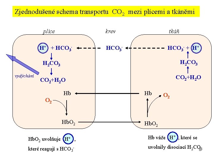 Zjednodušené schema transportu CO 2 mezi plícemi a tkáněmi plíce H+ + HCO 3