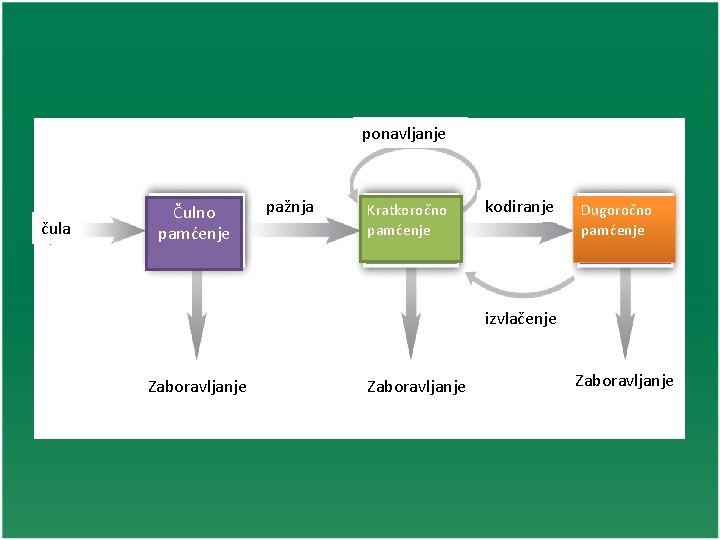 ponavljanje čula Čulno pamćenje pažnja Kratkoročno pamćenje kodiranje Dugoročno pamćenje izvlačenje Zaboravljanje 