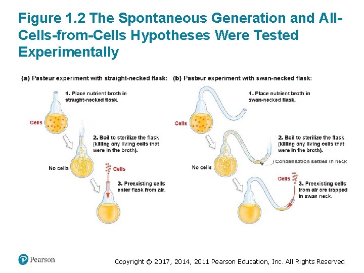 Figure 1. 2 The Spontaneous Generation and All. Cells-from-Cells Hypotheses Were Tested Experimentally Copyright