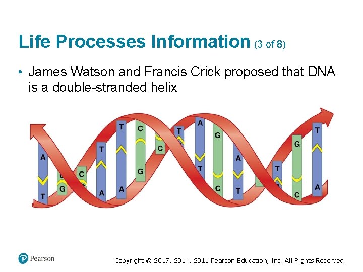Life Processes Information (3 of 8) • James Watson and Francis Crick proposed that