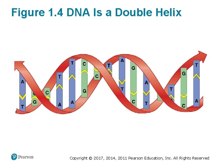 Figure 1. 4 DNA Is a Double Helix Copyright © 2017, 2014, 2011 Pearson