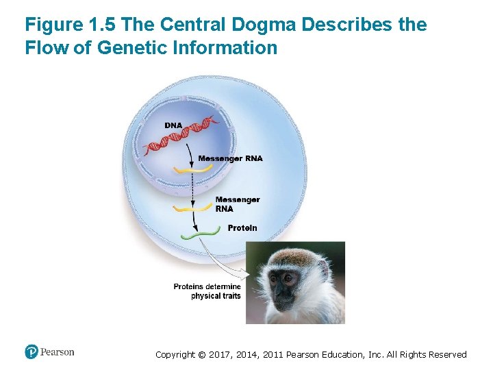 Figure 1. 5 The Central Dogma Describes the Flow of Genetic Information Copyright ©