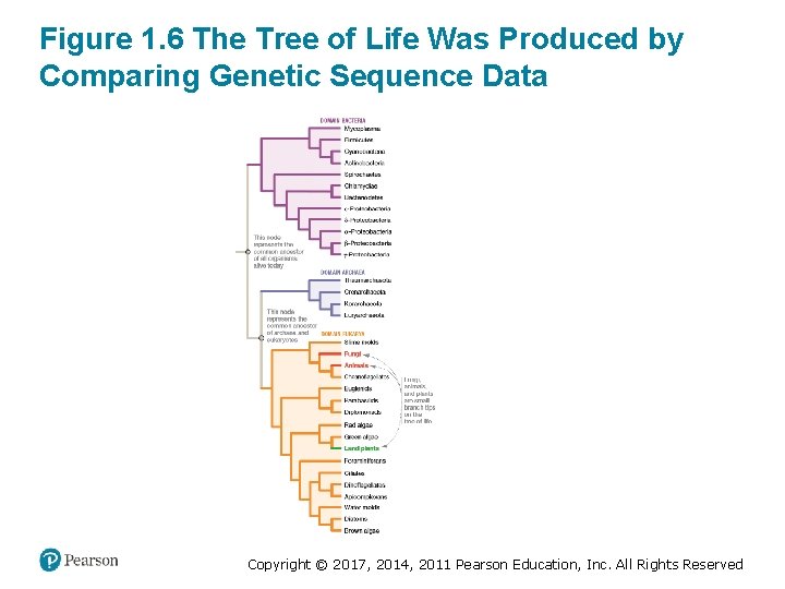 Figure 1. 6 The Tree of Life Was Produced by Comparing Genetic Sequence Data