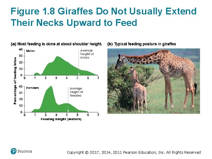 Figure 1. 8 Giraffes Do Not Usually Extend Their Necks Upward to Feed Copyright