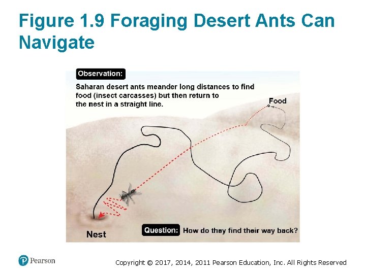 Figure 1. 9 Foraging Desert Ants Can Navigate Copyright © 2017, 2014, 2011 Pearson