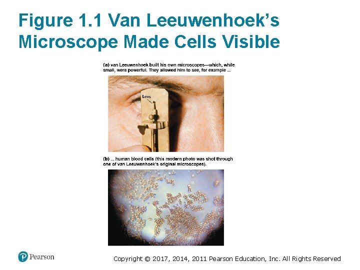 Figure 1. 1 Van Leeuwenhoek’s Microscope Made Cells Visible Copyright © 2017, 2014, 2011