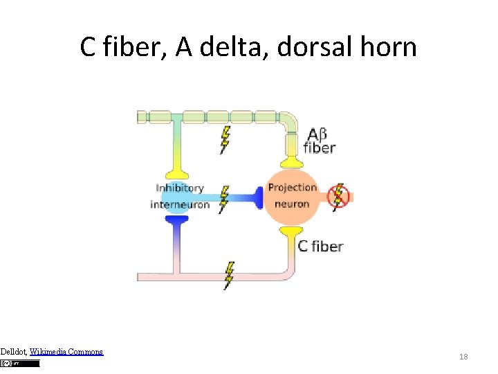 C fiber, A delta, dorsal horn Delldot, Wikimedia Commons 18 