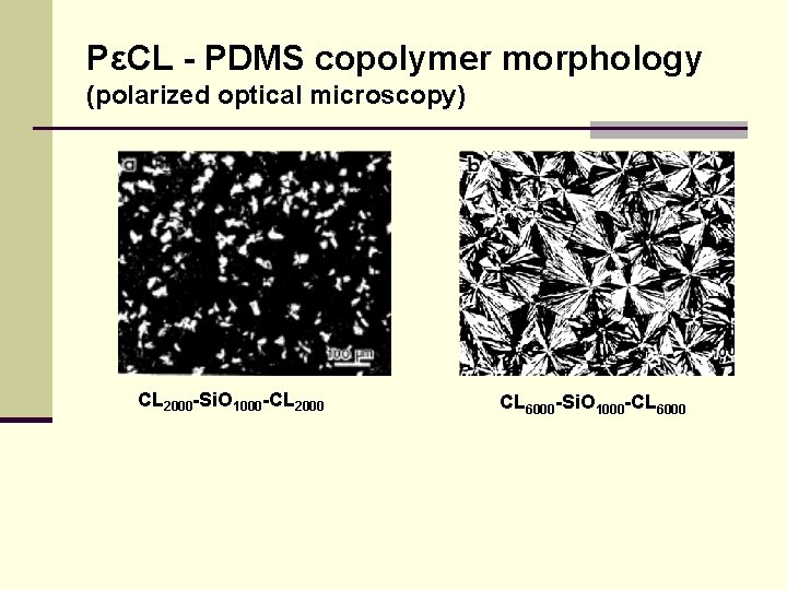 PεCL - PDMS copolymer morphology (polarized optical microscopy) CL 2000 -Si. O 1000 -CL