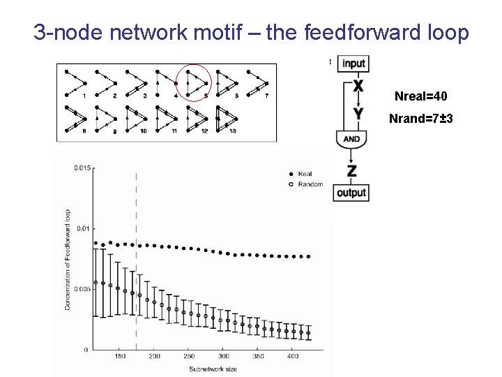 3 -node network motif – the feedforward loop Nreal=40 Nrand=7± 3 