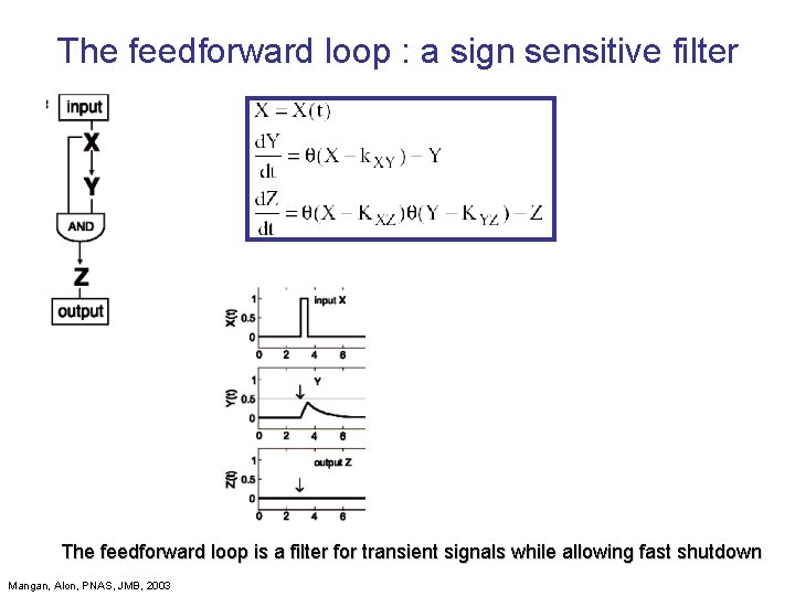 The feedforward loop : a sign sensitive filter The feedforward loop is a filter