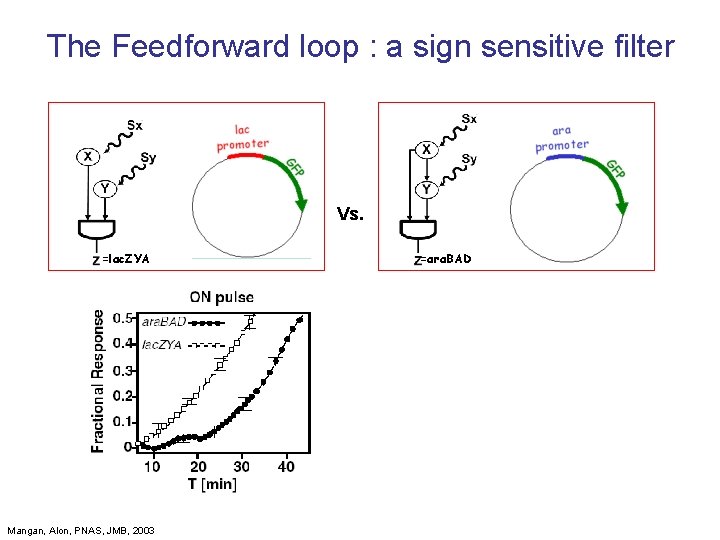 The Feedforward loop : a sign sensitive filter Vs. =lac. ZYA =ara. BAD OFF