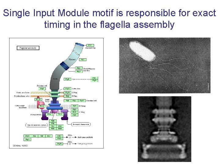 Single Input Module motif is responsible for exact timing in the flagella assembly 