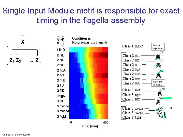 Single Input Module motif is responsible for exact timing in the flagella assembly Kalir