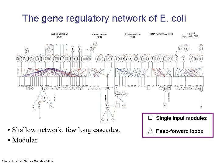 The gene regulatory network of E. coli Single input modules • Shallow network, few