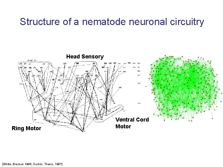 Structure of a nematode neuronal circuitry Head Sensory Ring Motor [White, Brenner 1986; Durbin,