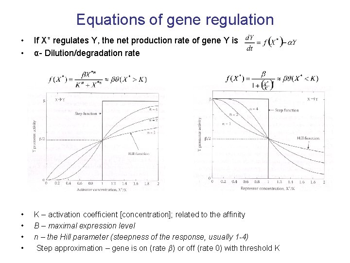 Equations of gene regulation • • If X* regulates Y, the net production rate