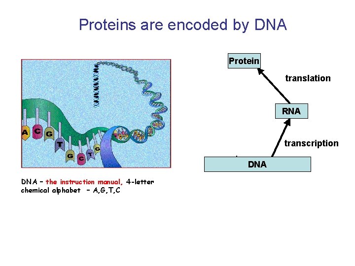 Proteins are encoded by DNA Protein translation RNA transcription DNA – the instruction manual,