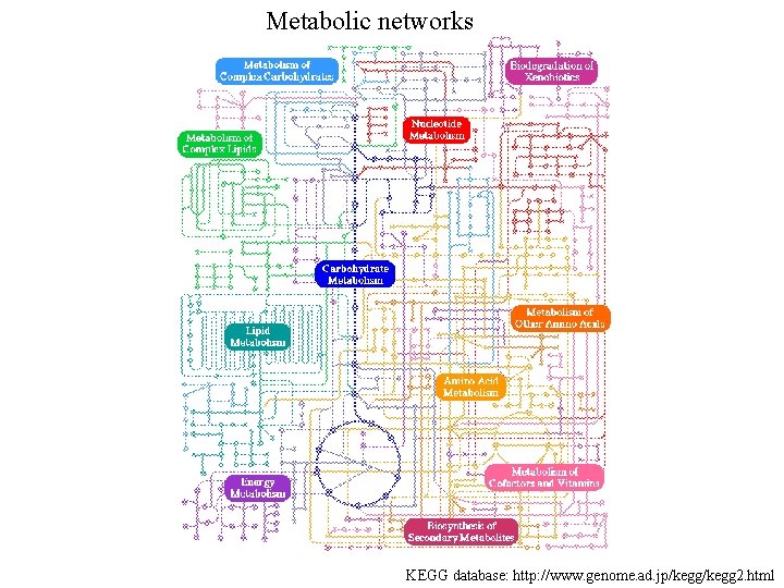 Metabolic networks KEGG database: http: //www. genome. ad. jp/kegg 2. html 