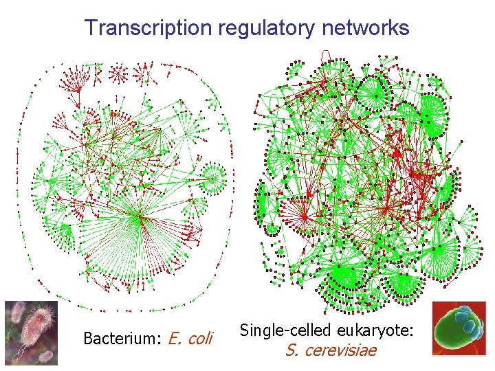 Transcription regulatory networks Bacterium: E. coli Single-celled eukaryote: S. cerevisiae 