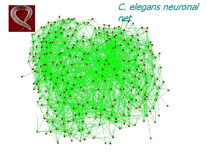 C. elegans neuronal net 