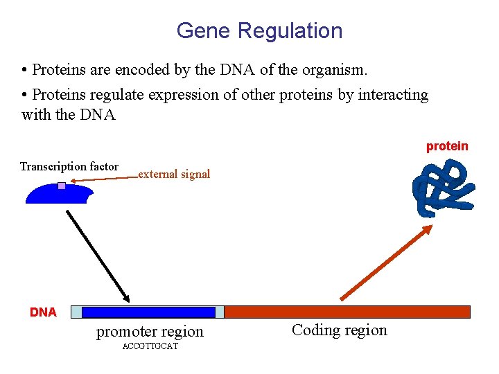 Gene Regulation • Proteins are encoded by the DNA of the organism. • Proteins