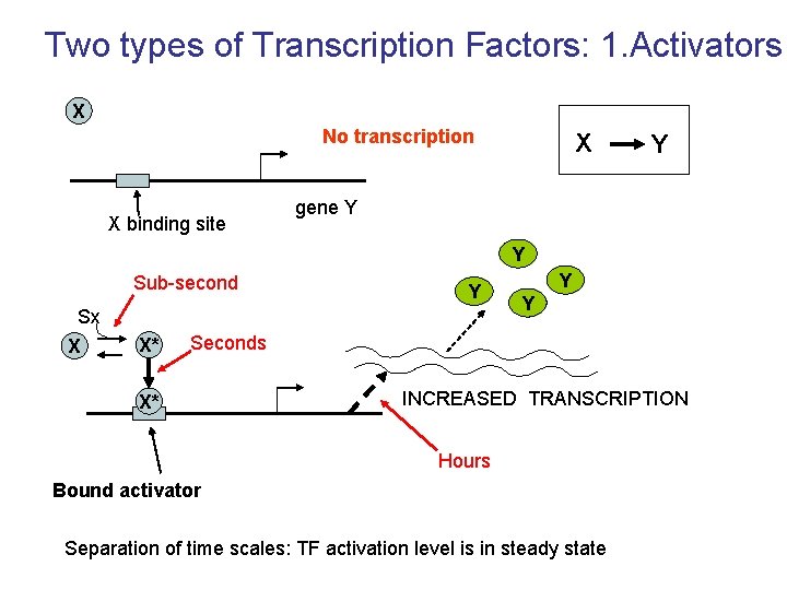 Two types of Transcription Factors: 1. Activators X No transcription X binding site X