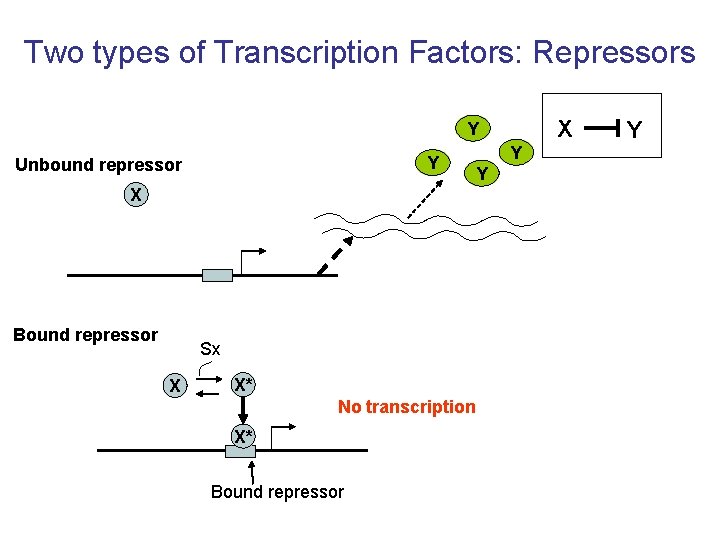Two types of Transcription Factors: Repressors X Y Y Unbound repressor Y Y X