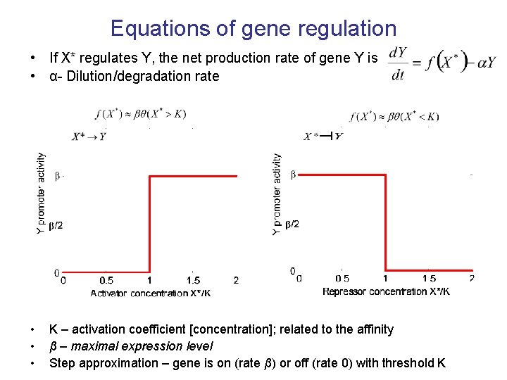 Equations of gene regulation • If X* regulates Y, the net production rate of
