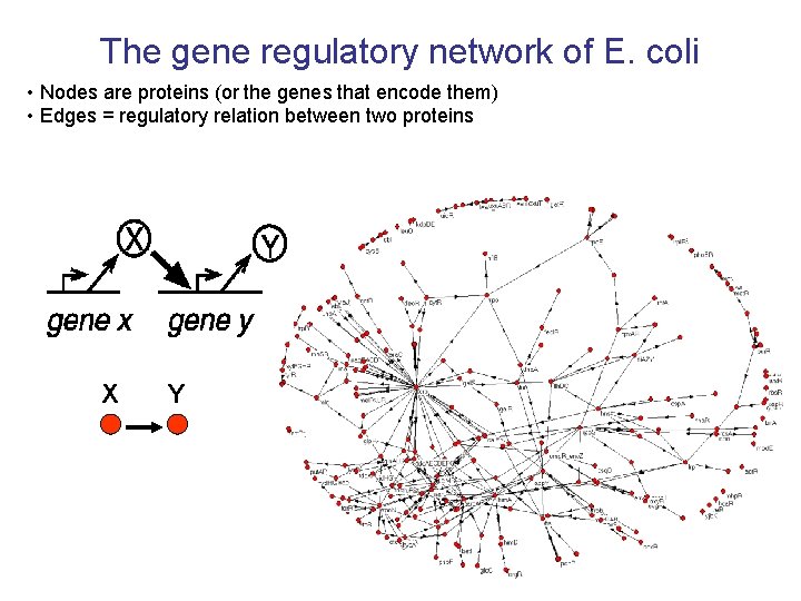 The gene regulatory network of E. coli • Nodes are proteins (or the genes