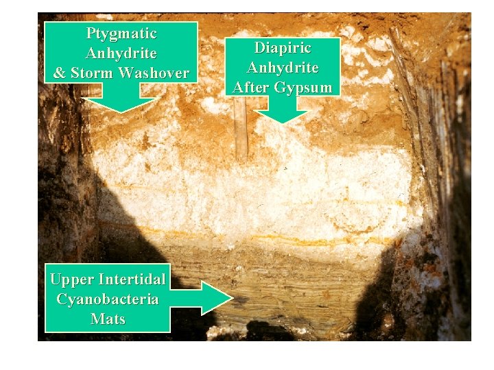 Ptygmatic Anhydrite & Storm Washover Upper Intertidal Cyanobacteria Mats Diapiric Anhydrite After Gypsum 