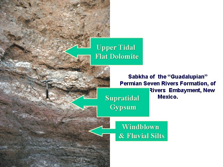 Upper Tidal Flat Dolomite Sabkha of the “Guadalupian” Permian Seven Rivers Formation, of the