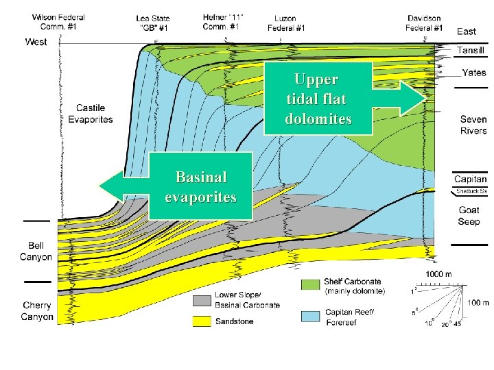 Upper tidal flat dolomites Basinal evaporites 