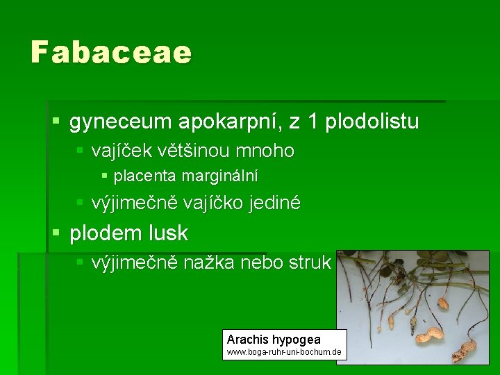 Fabaceae § gyneceum apokarpní, z 1 plodolistu § vajíček většinou mnoho § placenta marginální