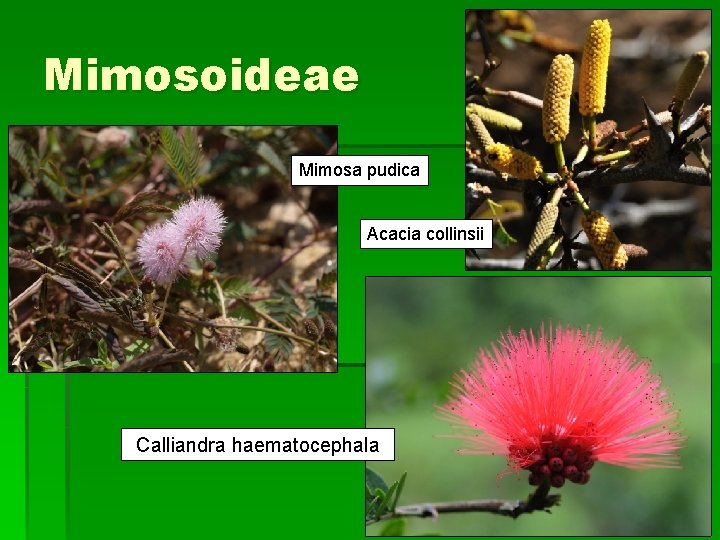 Mimosoideae Mimosa pudica Acacia collinsii Calliandra haematocephala 