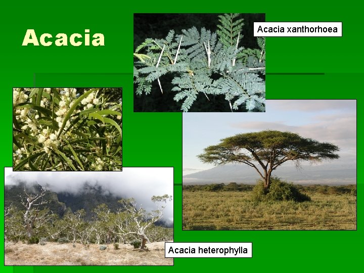 Acacia xanthorhoea Acacia heterophylla 