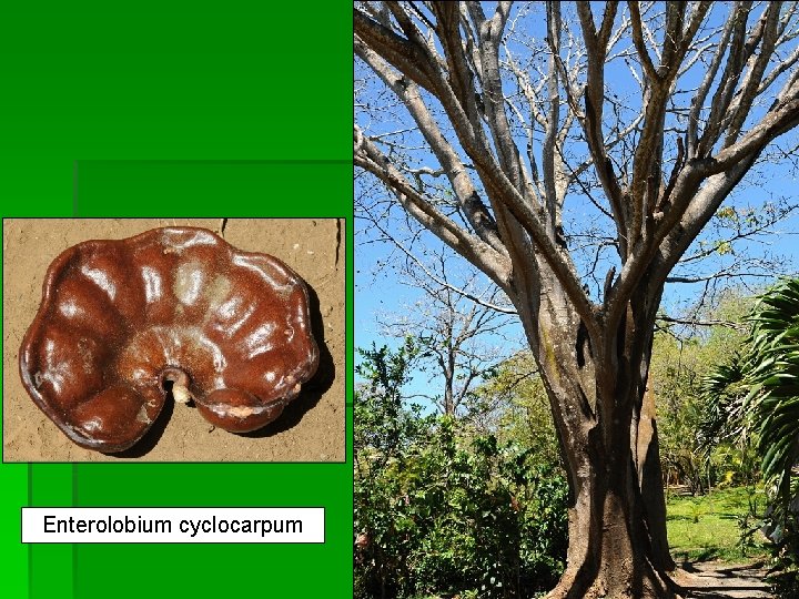 Enterolobium cyclocarpum 