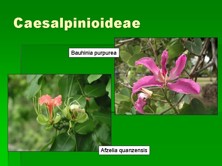 Caesalpinioideae Bauhinia purpurea Afzelia quanzensis 