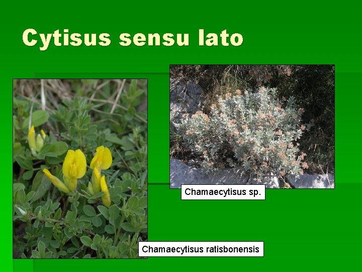 Cytisus sensu lato Chamaecytisus sp. Chamaecytisus ratisbonensis 