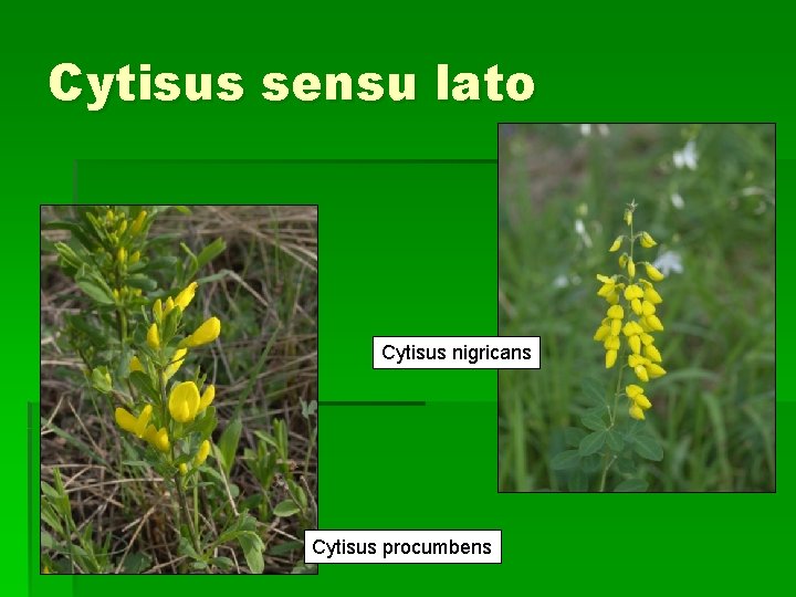 Cytisus sensu lato Cytisus nigricans Cytisus procumbens 