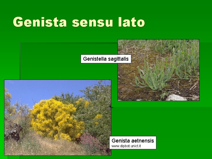 Genista sensu lato Genistella sagittalis Genista aetnensis www. dipbot. unict. it 